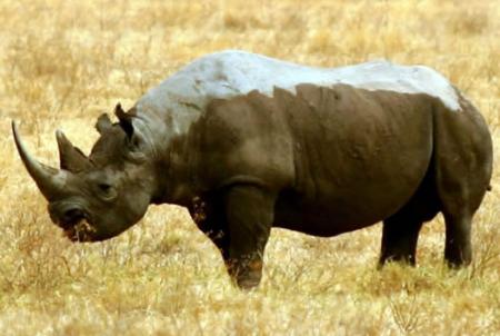 rinoceronte-blanco.jpg